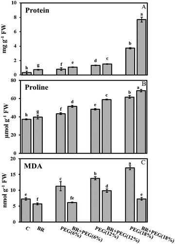 Figure 2. (A) Soluble protein content (mg g−1 FW), (B) proline content (μmol g−1 FW), (C) MDA content (nmol g−1 FW) in 10 days old Linum usitatissimum L. seedlings under PEG-induced drought stress at 6%, 12%, and 18% with or without 24-epiBL(BR) application. C: control. Values are mean ± SE based on six replicates (n = 6).