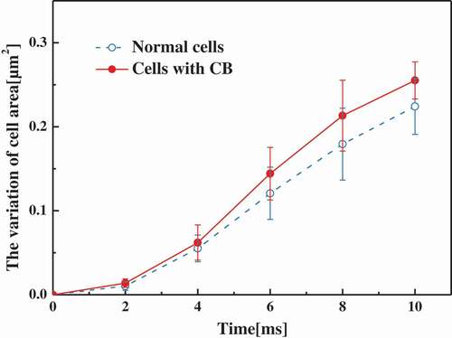 Figure 12. The variation of cell area as a function of time at a cooling rate of 60℃/min in normal cells and cells with CB.