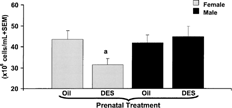 FIG. 4. Splenic lymphocyte count of adult C57BL/6 mice prenatally exposed to oil or DES treatment. C57BL/6 mice were exposed to either DES (0.25 μg) (nfemale = 7, nmale = 11) or oil (nfemale = 10, nmale = 8) during prenatal development. At 1 year of age, all mice were given 30 μg DES/kg BW. Immediately after harvesting the spleen, splenocyte suspensions were counted on a CASY-1 Cell Counter and Analyzer System (Scharfe System GmbH, Reutingen, Germany). Data presented as mean cellularity ± SEM. Differences between gender and prenatal treatments were considered significant when p < 0.05. a denotes significant difference between females given DES and females given oil prenatal treatment.