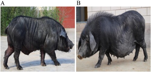 Figure 1. Saba pig A. Saba pig, boar. B. Saba pig, sow.