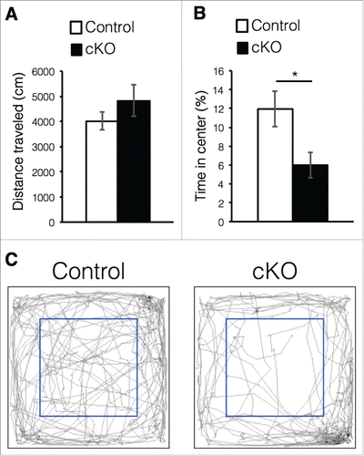 Figure 4. Prenatal deletion of Dnmt1 induces anxiety-like behavior in adult offspring. (A-C) Exploratory behavior in the open-field test. Histograms show the total distance moved in the test (A) and proportion of time spent in the center area of arena (B) (Control = 6, cKO = 6). (C) Digital tracking of mice exposed to the open-field test. Representative traces of mice activity (gray) obtained from video tracking. Blue box indicates the center area of arena. Values represent mean ± SEM; n.s > 0.05, *P < 0.05. Student's t-test.