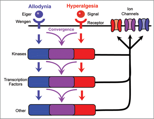 Figure 3 Possible relationships of signaling cascades mediating thermal allodynia and hyperalgesia. The development of thermal allodynia and thermal hyperalgesia is regulated by distinct receptors and may involve completely separate signaling pathways with minimal to no overlap. By contrast, these signals could converge downstream of receptor activation, allowing a single component to regulate multiple aspects of nociceptive sensitization. This convergence may take place at the level of cytoplasmic kinases, nuclear transcription factors, or other intracellular mediators, or the ion channels that are the likely endpoints of each signaling pathway.