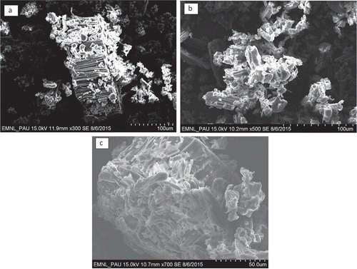 Figure 2. Scanning electron micrographs of guar seed flour of different cultivars, 2a: G 80; 2b: Ageta 112; and 2c: HG 365 showing long shreds of epidermis and he scattered granules of galactomannan deposits originating from the inclusions in the endosperm cells.