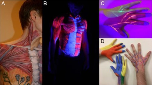 Figure 1 Examples of body paintings of the torso, abdomen and hands using normal and UV body paints.Notes: (A) A painted torso using normal body paint. (B) A UV painted torso in UV lighting. (C) A hand with normal painting and UV nerves beneath. (D) Hands painted with normal paint.