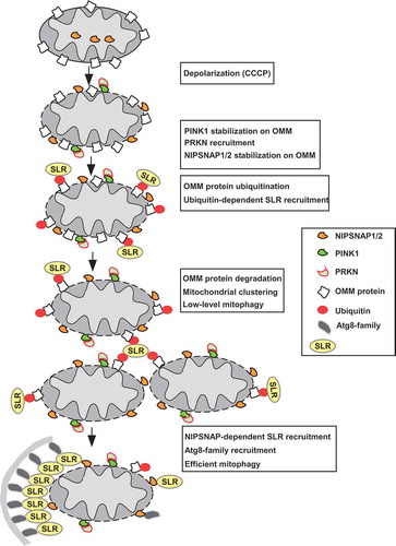 Figure 1. Working model of PINK1-PRKN-dependent mitophagy illustrating the role of NIPSNAP1 and NIPSNAP2 as ‘eat me’ signals for recruiting autophagy receptors. Mitochondrial damage results in stabilization of PINK1 and recruitment of PRKN. PRKN-dependent ubiquitination of OMM protein leads to proteasome-dependent degradation of OMM proteins and ubiquitin-dependent recruitment of the SLRs. This is accompanied by localization of NIPSNAP1 and NIPSNAP2 to the OMM. The result is the sustained recruitment of the SLRs and Atg8-family proteins to mediate robust mitophagy. The PINK1-PRKN pathway contains important loops; ubiquitination of OMM proteins leads to both the recruitment of the SLRs and proteasomal degradation of the ubiquitinated OMM proteins. The ubiquitin-dependent recruitment of SLRs leads to mitochondrial clustering and low-level mitophagy. Continuous damage and increased degradation of the OMM proteins prime the mitochondria, allowing the OMM-localized NIPSNAP1 and NIPSNAP2 to act as ‘eat-me’ signals, recruiting SLRs and Atg8-family proteins to mediate robust mitophagy.