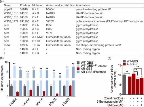 Figure 8. Fructose promotes the expression of pBps. (a) Annotation for mutations of AR-GBS identified from mutants against to WT-GBS. (b) qRT-PCR for expression of pBps in the absence and presence of fructose. (c) the abundance of pBps in WT or AR in the absence and presence of fructose and effect of 3-bromopyruvate and shikonin. Results are displayed as mean ± standard errors of the means (SEM) (N ≥ 3 technical replicates per sample), and statistically significant differences are identified by t-test. *, p < 0.05, **, p < 0.01. Each experiment was repeated independently at least three times.