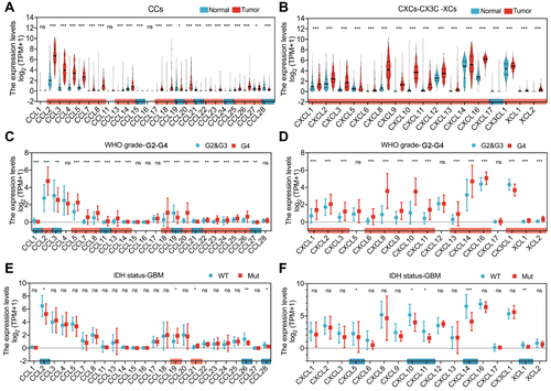Figure 1 Higher chemokine expression correlates with glioma malignancy. (A and B) 41 chemokines expression profiles at mRNA level in the normal and GBM tissues from the GTEx and TCGA databases. (C and D) 41 chemokines expression profiles at the mRNA level by clinical characteristics in the TCGA database were shown based on the grade in gliomas. Grade II: G2; Grade III: G3; Grade IV: G4. (E and F) 41 chemokines expression levels were shown based on IDH mutant status in GBM. The pink rectangles marked the chemokines that had increased mRNA expression levels, while the blue rectangles marked the chemokines that had decreased mRNA expression levels. *p < 0.05, **p < 0.01, ***p < 0.001.