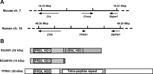 Figure 1. Relationship between the mouse Crxos gene and the human TPRX1 gene. (A) The flanking regions around mouse Crxos gene and human TPRX1 gene. ch., chromosome. (B) Schematic diagram of the primary amino acid sequence for EGAM1 homeoproteins and TPRX1 protein. The mouse EGAM1 homeoproteins are expressed as splicing variants. Boxes filled with the same patterns indicate the regions completely matching in each protein. Tetra-peptide repeat, the protein sequence contains 58 repeated copies of a four-amino acid motif (variants of Pro-Ile-Pro-Gly).