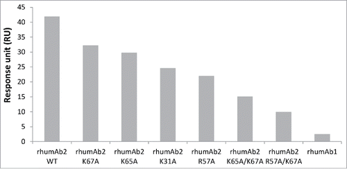 Figure 6. Binding response levels of wild type rhumAb2 and its variants to immobilized recombinant rat FcRn at acidic pH (pH 6.0). Concentration of tested rhumAb is 3 nM. The in-line reference subtracted response was corrected by buffer sample, and was reported 5 seconds before the end of each injection. The reported data was averaged from 2 individual experimental runs. The experiments were conducted using running buffers containing PBS, 0.05% polysorbate 20, pH 6.0.