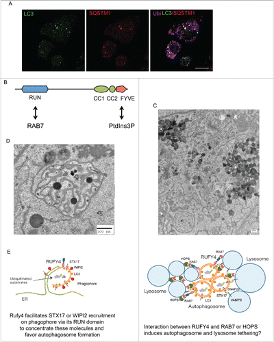 Figure 1. Autophagy inhibition in activated dendritic cells, and RUFY4 molecular structure and function. (A) Detection of DALIS by confocal microscopy in LPS-stimulated DC using staining for LC3 (green), SQSTM1 (red) and polyubiquitinated proteins (Ub, purple), Scale bar 10 µm. (B) Schematic representation of RUFY4 domain organization. (C and D) Electron microscopy micrographs of RUFY4-overexpressing HeLa cells showing lysosomes clustering (C) and abnormal autophagosome-like structures (D). Scale bars 500 nm. (E) Modeling of the different sites of RUFY4 activity with key molecules and organelles.