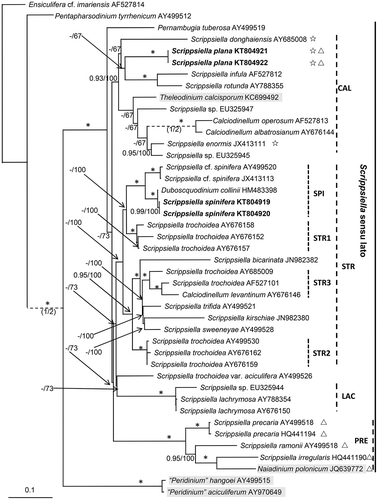 Fig. 31. Phylogenetic tree inferred from ITS and 5.8S rDNA sequences based on maximum likelihood (ML). Ensiculifera cf. imariensis was used as outgroup. Numbers on branches are statistical support values (ML bootstrap support/Bayesian posterior probability). Bootstrap values >50% and posterior probabilities of 0.9 or above are shown. * indicates maximal support (Bayesian posterior probability = 1.0, MLbootstrap support = 100%). New sequences obtained in this study were indicated in bold format. PRE = clade of Scrippsiella precaria and its relatives; STR = clade of Scrippsiella trochoidea and its relatives (SPI = subclade of S. spinifera and related species; subclades STR1, 2, 3); CAL = clade of Calciodinellum and its relatives; LAC = clade of Scrippsiella lachrymosa and its relatives. Scale bar = number of nucleotide substitutions per site. The branch length of those dashed lines was reduced to half size. Those taxa in brackish/freshwater environments are highlighted in grey, those producing non-calcified immotile cells are marked with ☆ and those with a non-symmetric epitheca are marked with △.
