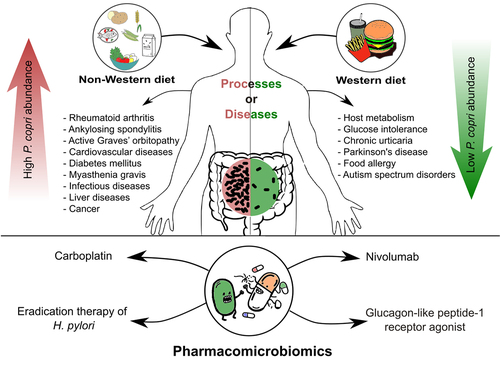 Figure 1. A schematic diagram summarizing the impact of Prevotella copri on the human host, with emphasis on the impact of diet, involvement in diseases, and pharmacomicrobiomic interactions. The figure was generated by Inkscape v. 1.3.