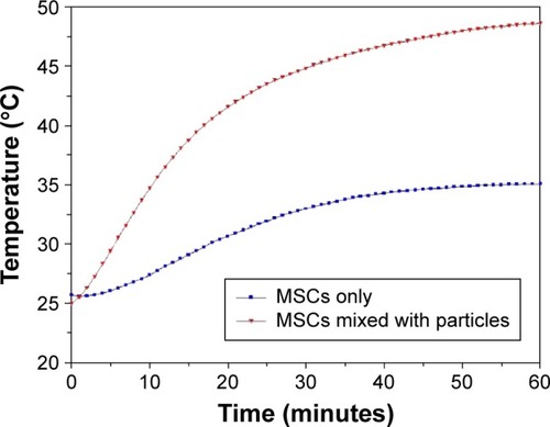 Figure 5 Temperature in the cell suspensions (AT-MSCs) during exposure to the external high-frequency magnetic field.Notes: Blue – control sample containing MSCs only; red – mixture of MSCs with the nanoparticle suspension (product III).Abbreviations: AT-MSCs, mesenchymal stem cells from adipose tissue; MSCs, mesenchymal stem cells.