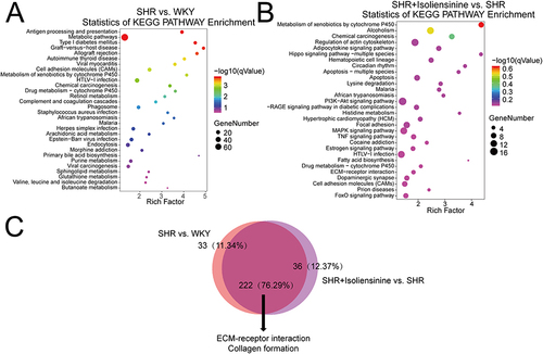 Figure 4 KEGG enrichment analysis of renal tissues: examining the impact of Isoliensinine on enriched signaling pathways in (A) SHR vs WKY and (B) SHR+Isoliensinine vs SHR, (C) with integrated analysis of the top 30 enriched pathways between both comparisons.