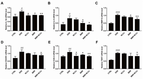 Figure 9 Suppression of mRNA expression of pro-inflammatory mediators in colon tissues in response to BBR and BBR-NLCs in mice with DSS-induced colitis in mice.Notes: (A) IL-1β; (B) IL-6; (C) MMP-9; (D) CX3CR1; (E) COX-2; and (E) TERT. Data are expressed as mean ± SD (n = 6). #P<0.05, ##P<0.01, ###P < 0.001 compared with the control group; *p < 0.05, **p < 0.01 compared the DSS group.