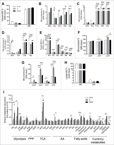 Figure 7. Changes of metabolic state of INS 832/13 beta-cells during cell cycle. (A) Glucose mass isotopomer distribution (MID) resulting from culture of synchronized INS 832/13 cells with [U-13C6] glucose for 24 h, (B), M2 fractions of a-ketoglutarate (a-KG), succinate (Suc), fumarate (Fum), malate (Mal), aspartate (Asp), (C), M3 fractions of a-ketoglutarate (a-KG), succinate (Suc), fumarate (Fum), malate (Mal), aspartate (Asp) succinate, (D), M4 fractions of a-ketoglutarate (a-KG), succinate (Suc), malate (Mal), aspartate (Asp), (E), Citrate mass isotopomer distribution (MID) resulting from culture of synchronized INS 832/13 cells with [U-13C6] glucose, (F) M5 fractions of purine nucleoside ADP and nucleotides ATP and GTP, (G), M5 fractions of pirimidine nucleoside CDP and UDP and nucleotides CTP and UTP, (H), Lactate mass isotopomer distribution (MID) resulting from culture synchronized INS 832/13 cells with [U-13C6] glucose. (I) Relative abundance of intracellular metabolites measured in INS 832/13 synchronized at different cell cycle stages (G1/S, S, G2/M) using GC/MS analysis. Data are expressed as mean ± SEM, n = 6 (triplicate from two independent experiments), *p < 0.05, **p < 0.01, ***p < 0.005.