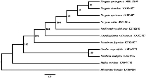 Figure 1. For phylogenetic tree construction, the chloroplast genome of F. qinlingensis was aligned with other eight species of Bambusoidea and two outgroups (Melica subulata and Miscanthus junceus).