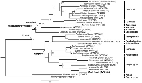 Figure 1. Phylogenetic tree of the 30 Odonata species including Mnais tenuis (in this study, MW015098) and two Plecoptera species based on the sequence of 13 protein-coding genes. The phylogenetic tree was inferred with Mrbayes v. 3.2.4 (Huelsenbeck and Ronquist Citation2001) under model GTR + I+G. Value on nodes indicated posterior probabilities.