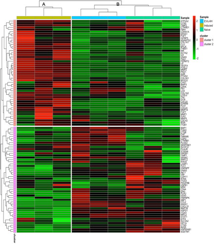 Figure 7. Heatmap of hierarchical clustering using z-score for normalized value (Log2-transformed count per million gene values) of fibrosis-related genes. The scale of intensity of expression: the greenest is the lowest, the reddest the highest.