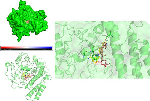 Figure 3 Molecular docking was applied to model the potential of 18β-glycyrrhetinic acid (GA) and niraparib to bind PARP1. Brown stick molecules represent GA, yellow stick molecules represent niraparib and green stick molecules represent amino acid residues of PARP1.