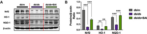 Figure 6 Baicalin administration activates Nrf2-mediated antioxidant pathway in DN. (A) Representative Western blots for Nrf2, HO-1 and NQO-1 protein expressions in kidney tissue extracts. (n=6) (B) The quantification of Nrf2, HO-1 and NQO-1 protein Western blots. All data are presented as means ± SD. **p < 0.01, ***p < 0.001.