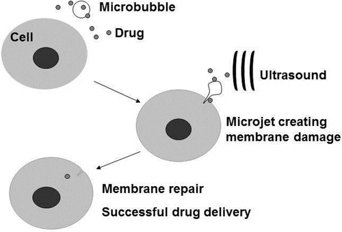 Figure 3. Targeted drug delivery by ultrasound with microbubbles. Microbubbles can be engineered to carry therapeutic agents and at the same time carry with them ligands that specifically latches on to particular cells (e.g. cancer cells belonging to a cancer cell line). Conceptually, these engineered microbubbles will be injected intravenously into a cancer patient, allowing time for the microbubble to localize on the cancer cells before sonication. Sonication will release and deliver the therapeutic agent into the target cells. Ultrasound in this case should reach an acoustic pressure sufficient to destroy the bubbles, but may generate mechanical and thermal effects in the surrounding tissue without or with fewer microbubbles and less drug. The expected effect would be greater on the target cells and tissues, with minimal side effects.