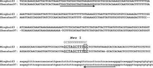 Fig. 1 Promoter sequences alignment of xa25 from ‘Minghui63' and Xa25 from ‘Zhenshan97'. The sequences of recognition site of MwoI are underlined. The −40 (G to T) substitution is boxed. The sequences of promoters are used by upper-case letters, and of 5ʹ UTRs are used by lower-case letters. Arrows indicate the location of the PCR primers for marker xa25-M.