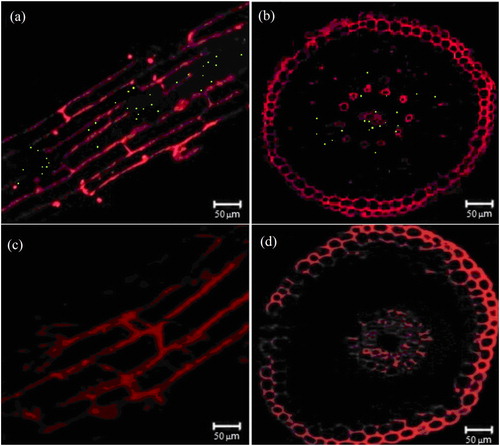 Figure 7. Observation of Pennisetum sinense with and without inoculation of EGFP-labelled Klebsiella variicola GN02 under laser confocal scanning microscope. Longitudinal (a) and cross cuts (b) of green fluorescent dots in P. sinense roots inoculated with EGFP-labelled K. variicola GN02. Longitudinal (c) and cross cuts (d) of P. sinense roots not inoculated with EGFP-labelled K. variicola GN02.