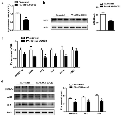 Figure 5. The effect of knocking down the expression of SOCS3 in LO2 cells. The mRNA (a) and protein (b) expression of SOCS3 in LO2 cells after incubated with PA and siRNA-SOCS3. (c) The mRNA expression of SREBP-1c, ACCα, FAS, IL-6, TNF-α and NOX4 in LO2 cells after incubated with PA and siRNA-SOCS3. (d) The protein expression of SREBP-1c, ACCα and IL-6 in cells after c results. n = 3 per group. ◆◆P < 0.05 and ◆◆◆◆P < 0.01 vs PA-control group