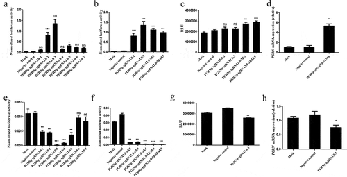 Figure 3. The regulatory effects of the CRISPR/Cas9-based transcription activation/repression system on the endogenous promoter of the PGRN gene. Comparison of the CRISPR/Cas9-based transcription activation effect carrying different single sgRNAs (a) or multiple sgRNAs (b) on exogenous PGRN promoter activity in HEK293 cells. The effect of the dCas9-VP64 transcription activation system carrying different combination of 2.0-sgRNAs (c) or 2.0-sgRNA2&3&5 (d) on the endogenous PGRN promoter activity by detecting luciferase activity in the HEK293-PGRN-T2A-Luciferase-KI cell line or PGRN mRNA expression in HEK293 cells. The CRISPR/Cas9-based transcription repression effect carrying different single sgRNAs (e) or multiple sgRNAs (f) on exogenous PGRN promoter activity in HEK293 cells. The dCas9-KRAB transcription repression system carrying sgRNA1.0–3 on the endogenous PGRN promoter activity by detecting luciferase activity in the HEK293-PGRN-T2A-Luciferase-KI cell line (g) and the corresponding endogenous PGRN mRNA level by real-time PCR in the HEK293 cell line (h). RLU represented Relative light unit. Data are represented as means ± SD (n = 3; *P < 0.05；**P < 0.01; ***P < 0.001; ns, not significant; one-way ANOVA.