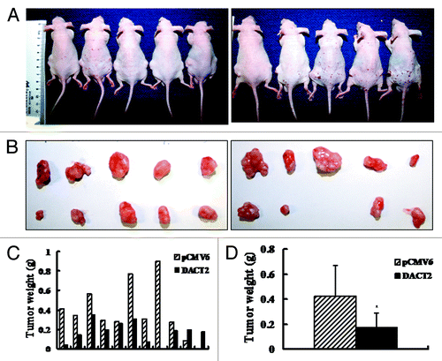 Figure 4. Tumor growth was inhibited by DACT2 in vivo. (A) Nude mice inoculated with HepG2 cells expressing or not expressing DACT2. Left rear flank: empty vector group. Right rear flank: DACT2-expressing group (n = 10/group). (B) Tumors in the upper panel are from the empty vector group and tumors in the lower panel are from the DACT2-expressing group. (C) Histogram represents tumor weights of each mouse in the two groups. (D) Tumor weights are significantly different between DACT2-expressing and empty vector groups. *p < 0.05.