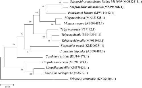 Figure 1. Maximum-Likehood (ML) phylogenetic analysis based on the complete mitochondrial genome sequences of short-faced mole and 13 other species of the Talpidae. The node numbers represent supported value of the ML bootstraps.
