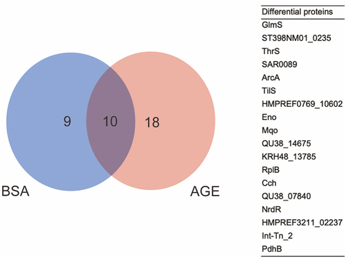 Figure 1. The differential proteins between BSA and AGEs groups. Left: venn diagram illustrating the candidate interacting proteins of the SigB promoter obtained after BSA and AGE treatment; right: a table of 18 differential proteins between BSA and AGEs groups.