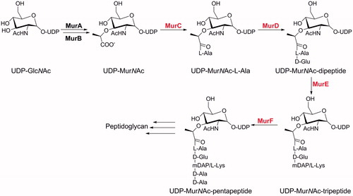 Figure 1. The cytoplasmic steps of peptidoglycan biosynthesis catalysed by the Mur ligases. The Mur ligases considered specifically in the present study are in red.