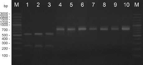 Figure 3. RFLP analysis with endonuclease Hpa II. M – DNA ladder, 1 – X. perforans NBIMCC 8729, 2 – X. gardneri NBIMCC 8730, 3 – X. vesicatoria NBIMCC 2427, 4 – X. euvesicatoria NBIMCC 8731, 5–10 – X. euvesicatoria strains.