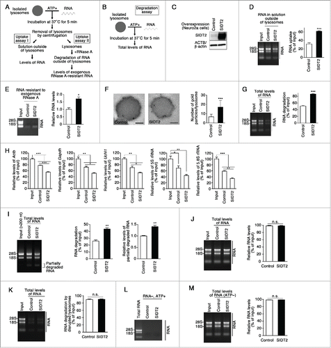 Figure 2. Effects of SIDT2 overexpression on RNA uptake and degradation by lysosomes. (A and B) Outlines of RNA uptake assays (A) and RNA degradation assays (B) using isolated lysosomes. (C) SIDT2 was overexpressed in Neuro2a cells. Protein levels were analyzed by immunoblotting using a goat anti-SIDT2 antibody. (D) The RNA uptake assay I indicated in (A) was performed using 5 μg of total RNA derived from mouse brains and isolated lysosomes derived from cells overexpressing SIDT2, or from control cells transfected with empty vector. Relative RNA levels in the solution outside lysosomes were quantified, and levels of RNA uptake were measured by subtracting RNA levels remaining in solution outside lysosomes from RNA input levels. Mean values are shown with SEM (n = 3). ***, P < 0.001. (E) RNA uptake assay II was performed as indicated in (A). Relative levels of RNA resistant to exogenous RNase A were analyzed. Mean ± SEM (n = 3). *, P < 0.05. (F) Isolated lysosomes were incubated with RNA and ATP as indicated in (A). Post-embedding immunoelectron microscopy was performed using an anti-rRNA antibody followed by anti-mouse IgG coupled with 10-nm gold particles. Gold particles were observed in the lysosomes. The numbers of gold particles per lysosome were counted. Mean ± SD (n = 25). ***, P < 0.001. Scale bars: 200 nm. (G) RNA degradation assays were performed as indicated in (B). Total RNA levels in samples were quantified, and levels of RNA degradation were measured by subtracting the RNA levels remaining in samples from the levels of input RNA. Mean ± SEM (n = 3). ***, P < 0.001. (H) Degradation of various RNAs by isolated lysosomes. RNA degradation assays were performed as described in Fig. 2B. Relative levels of RNAs in samples were measured by qPCR analyses. Mean values are shown with SEM (n = 3). Actb, β-actin. *, P < 0.05; **, P < 0.01; ***, P < 0.001, n.s., not significant (Tukey test or Fisher LSD test). (I) Degradation of 28S and 18S rRNAs by isolated lysosomes. RNA degradation assays were performed using total RNA that does not contain small RNAs (under 200 bases). Undegraded and partially degraded RNAs were visualized using ethidium bromide staining (left). Relative levels of rRNAs (28S and 18S) were quantified, and levels of RNA degradation were measured by subtracting the RNA remaining in samples from the levels of input RNA (middle). Relative levels of partially degraded RNAs were quantified (right). Mean values are shown with SEM (n = 3). **, P < 0.01. (J) RNAs were not degraded in the solution outside of lysosomes. Isolated lysosomes were incubated with ATP for 5 min at 37°C. The lysosomes were removed by centrifugation, and the solution outside lysosomes was incubated with 5 μg of total RNA for 5 min at 37°C. Mean values are shown with SEM (n = 3). n.s., not significant. RNAs were visualized by ethidium bromide staining. (K) RNA degradation by lysed lysosomes. Isolated lysosomes were lysed in citrate-phosphate buffer (pH 5.0) containing 1% Triton X-100, mixed with 5 μg of total RNA, and incubated for 5 min at 37°C. Mean values are shown with SEM (n = 3). n.s., not significant. (L) Absence of RNA in isolated lysosomes incubated without exogenous RNA. Isolated lysosomes were incubated without exogenous RNA in the presence of ATP for 5 min at 37°C. (M) ATP requirement of RNautophagy. RNA degradation assays were performed in the absence of ATP. Total RNA levels in samples were quantified. Mean values are shown with SEM (n = 3). n.s., not significant.