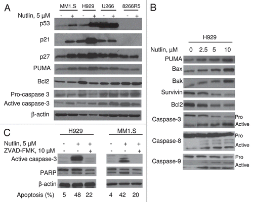 Figure 3 Nutlin-induced apoptosis was mediated through regulation of apoptotic targets. (A) MM cells were treated with 5 µM nutlin for 24 hrs. Whole cell lysates from the indicated cells were analysed for expression of the indicated proteins by WB analysis. Nutlin-induced upregulation of the p53 along with a pro-apoptotic target, PUMA and downregulation of an anti-apoptotic protein, Bcl2 was observed in wt p53 harboring MM1.S and H929 cells. By contrast, no significant changes in the levels of these proteins were detected in mt p53 expressing U266 or p53 null 8226R5 cells. Apoptosis in these cells was further confirmed by cleavage of caspase-3. (B) Nutlin-induced apoptosis is mediated by both extrinsic and intrinsic pathways in MM cells. H929 cells were treated with different doses of nutlin for 24 hrs and activation of caspase together with pro- and anti-apoptotic targets were examined by WB analysis. Nutlin induced activation of both caspase-8 and caspase-9 followed by induction of caspase-3. The activation of caspase in H929 cells was associated with induction of pro-apoptotic proteins, PUMA, Bax and Bak and repression of anti-apoptotic proteins, Bcl2 and survivin. (C) Nutlin-induced apoptosis in MM cells was caspase-dependent. MM1.S and H929 cells were treated with 10 µM pan-caspase inhibitor for 1 hr before treating the cells with 5 µM nutlin for 24 hrs. Activation of caspase and PA RP was examined by WB analysis. Inhibition of capsase-activation by pan-caspase inhibitor, ZVAD-FMK resulted in blocking of caspase activation and thus inhibition of apoptosis.