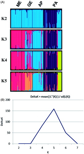 Figure 5. STRUCTURE cluster analysis of Pagliarola sheep breed (A) and ΔK calculated as in Evanno et al. (Citation2005) from K=2 to K=7 (B).