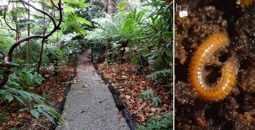 Figure 3. Habitat of Siphonethus dudleycookeorum sp. nov. in Lamorran HouseGardens (Great Britain, Cornwall), photographs by S. J. Gregory. (a) Path lined by planted tree ferns from New Zealand. (b) Siphonethus dudleycookeorum sp. nov.