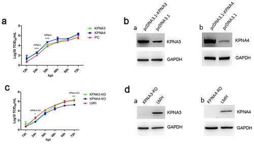 Figure 2. KPNA3/4 assisted viral replication of FAdV-4 in LMH cells. (a-b) Overexpression of KPNA3 and KPNA4 increased viral replication in LMH cells. (a) LMH cells were first transfected with pcDNA3.1-KPNA3, pcDNA3.1-KPNA4 and pcDNA3.1, respectively. 24 hours after transfection, the LMH cells were infected with FAdV-4, and the supernatants collected from infected LMH cells at indicated time points were then titrated with TCID50. The overexpression of KPNA3 and KPNA4 in LMH cells were examined with western blot by polyclonal antibodies against KPNA3 (b-a) and KPNA4 (b-b). (c-d) Knockout of KPNA3 or KPNA4 inhibited viral replication in LMH cells. (c) KPNA3-KO LMH cells, KPNA4-KO LMH cells and LMH cells were infected with FAdV-4, and the supernatants collected from infected LMH cells at indicated time points were then titrated with TCID50. The expression of KPNA3 and KPNA4 in KPNA3-KO and KPNA4-KO LMH cells were examined with western blot by polyclonal antibodies against KPNA3 (d-a) and KPNA4 (d-b), respectively. All experiments were done in triplicates and repeated twice