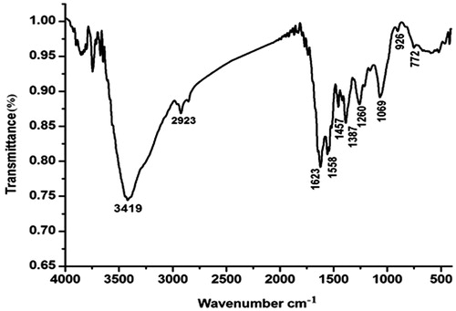 Figure 2. The FTIR spectra of AgNPs biosynthesized by C. fistula aqueous pulp extract.