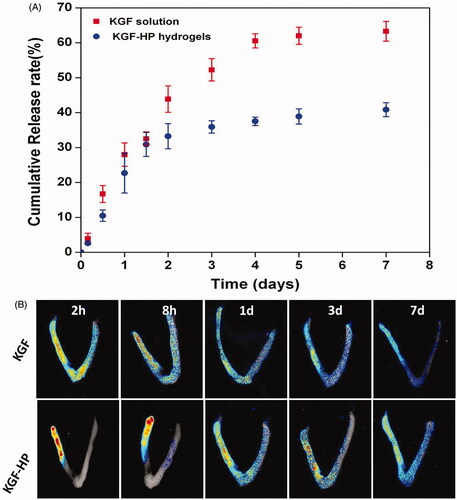 Figure 2. (A) The cumulative release profile of free KGF solution and KGF-HP hydrogel; (B) Representative fluorescence images of intact uterus from rats after treatment with FITC-labeled KGF or KGF-HP hydrogel.