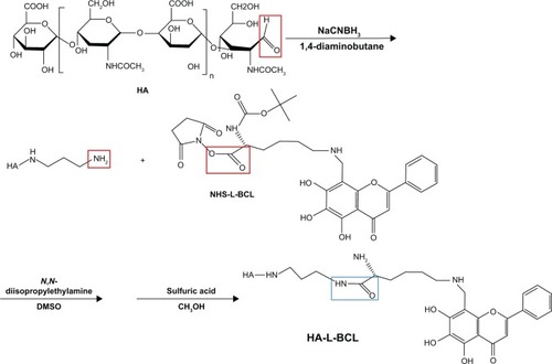 Figure 2 Synthesis schema of hyaluronic acid (HA)-lysine (L)-baicalein (BCL).Abbreviations: DMSO, dimethyl sulfoxide; EDC, 1-ethyl-3-(3-dimethylaminopropyl)-carbodiimide; L, lysine; N-Boc-L-lysine, N-Butoxycarbonyl-L-lysine; NHS, N-hydroxysuccinimide.