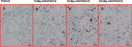 Figure 13 Images of alizarin red staining at 14 days after rBMSCs loading in the composite hydrogels doped with different concentrations of Mg-nHA: (A)PVA/CS hydrogel, (B)1%Mg-nHA/PVA/CS hydrogel, (C)5%Mg-nHA/PVA/CS hydrogel and (D)10%Mg-nHA/PVA/CS hydrogel.