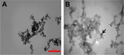 Figure 7 TEM observation of TiO2 NPs samples incubated without (A) or with (B) tau. Black and white arrows show TiO2 NPs and amorphous tau aggregates, respectively.Abbreviations: NPs, nanoparticles; TEM, transmission electron microscopy; TiO2, titanium dioxide.