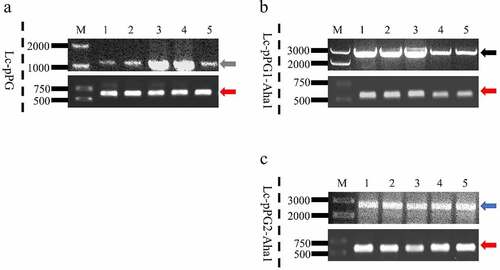 Figure 2. The colonies were directly PCR with pPG1 specific, pPG2 specific (above each group) or L. casei DnaA specific (below each group) primer pairs, and further analyzed by DNA sequencing, which was consistent with the speculated sequence. M: DNA ladder (bp), Lane 1-5: PCR products of recombinant L. casei with specific primers, gray (1250 bp), black (2392 bp), blue (2178 bp) and red arrow (615 bp).