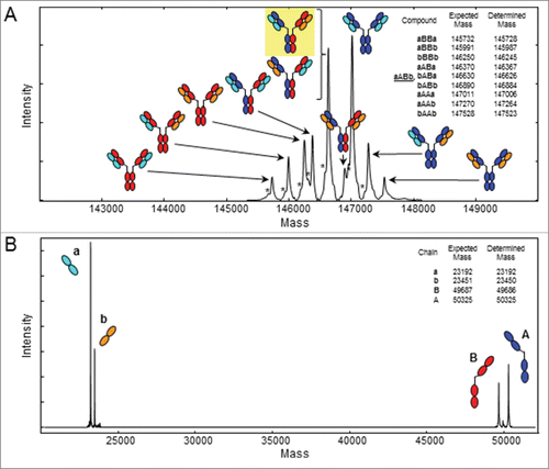 Figure 2. ESI-QTOF MS of the quadroma antibody. Deconvoluted spectrum of (A) the deglycosylated, intact quadroma antibody demonstrating the presence of 9 different masses representing the 10 antibodies theoretically possible by combinations of 2 different heavy chains A (blue) and B (red), and 2 different light chains a (cyan) and b (orange). The intended bispecific antibody aABb (yellow background) and bABa are isobaric and thus cannot be distinguished by mass spectrometry of the intact antibody. (B) Deconvoluted spectrum of the deglycosylated, TCEP-reduced quadroma showing the presence of the 2 different heavy chains and 2 different light chains. Expected and determined average masses are listed in the upper right corners. *Without C-terminal Gly.
