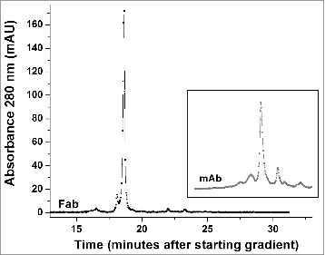 Figure 6. High performance strong cation exchange chromatography of the Fab fragment derived from the h2E2 antibody. 100 μg purified Fab fragment was injected, and eluted with a gradient of NaCl in MES buffer at 22°C. Note the relative lack of charge heterogeneity compared to the intact h2E2 antibody (Fig. 4 and the inset), indicating much of the charge heterogeneity resides in the Fc portion of the h2E2 antibody. For comparative purposes, the position and pattern of the intact antibody on the same column using the same buffers and gradient is shown in the inset (offset in the y-direction for clarity).