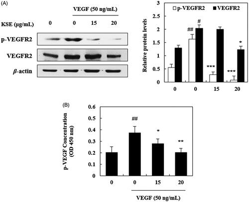 Figure 5. The effects of KSE on inhibition of VEGFR2 in HUVECs. (A) HUVECs were treated with or without KSE for 2 h followed by VEGF treatment for 1 h and total cell lysates were subjected to western blotting to detect expression levels of proteins. (B) The concentration of VEGFR2 (tyr1175) was assessed using a PathScan p-VEGFR2 sandwich ELISA kit. Data values were expressed as mean ± SD of triplicate determinations. Significance of difference was compared with the control at #p < 0.05 and ##p < 0.01, and with VEGF group at *p < 0.05, **p < 0.01 and ***p < 0.001 by one-way ANOVA and Tukey’s multiple comparison.