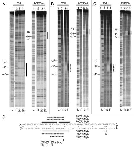 Figure 4 DNA footprints of the R9Av ZF3-Myb and polypeptides. (A) DNase I footprint on Target 1. The 238 bp Target 1 DNA was 5′ end labeled on either the top (left panel) or bottom strand (right panel). Lanes 1, adenine-plus-guanosine ladders (L). Lanes 2, DNase I pattern of naked DNA (R). Lanes 3, two polypeptides (i.e., dimer) bound DNA (Bdim). Lanes 4, single polypeptide (i.e., monomer) bound DNA (Bmon) The numbers to the left of the footprint correspond to base pair positions relative to the presumptive R9 bottom strand cleavage site (i.e., the presumptive site of TPRT) as in Figure 3. Regions of DNA that are protected from DNase I degradation by the presence of the R9Av ZF3-Myb polypeptide are marked with thick black lines. Short thin black lines mark polypeptide binding induced DNase I hypersensitive sites. (B) Missing nucleoside footprint of R9Av ZF3-Myb polypeptide bound to 5′-end-labeled hydroxy-radical-treated 238 bp Target 1 DNA. Missing nucleoside footprinting is a binding interference based assay. Hydroxyradical treatment of target DNA generates abasic sites and cleaves the DNA backbone at the abasic site. Protein is then added to the treated DNA in a binding reaction. Abasic sites that interfere with protein binding are under-represented in the bound fraction and over represented in the free fraction. Binding reactions are fractionated into the component bound and free fractions by EMSA prior to being analyzed on denaturing polyacrylamide gels. Lanes 1, adenine-plus-guanosine ladders. Lanes 2, missing nucleoside reference pattern. Lanes 3, bound DNA fraction. Lanes 4, Free DNA fraction. The numbers to the left are as in Figure 3. Nucleosides that, when missing, interfere with binding are marked with dashed lines. (C) Missing nucleoside footprint of R9Av ZF1-Myb polypeptide bound to 5′-end-labeled hydroxy-radical-treated 238 bp Target 1 DNA. Lanes are as in panel B. (D) Summary of the R9Av footprints. The presumptive bottom strand cleavage/TPRT site is indicated by the arrowhead. Base pair positions are numbered as in Figure 3 (i.e., the relative to the site of TPRT). Regions of DNA that are protected from DNase I degradation by the presence of the R9Av ZF3-Myb polypeptide are marked with thick black lines. Short thin black lines mark polypeptide binding induced DNase I hypersensitive sites. Nucleosides that, when missing, interfere with R9Av ZF3-Myb binding and R9Av ZF1-Myb binding, respectively, are marked with dashed lines. Jagged lines indicate that only the relevant portion of Target 1 is being shown.